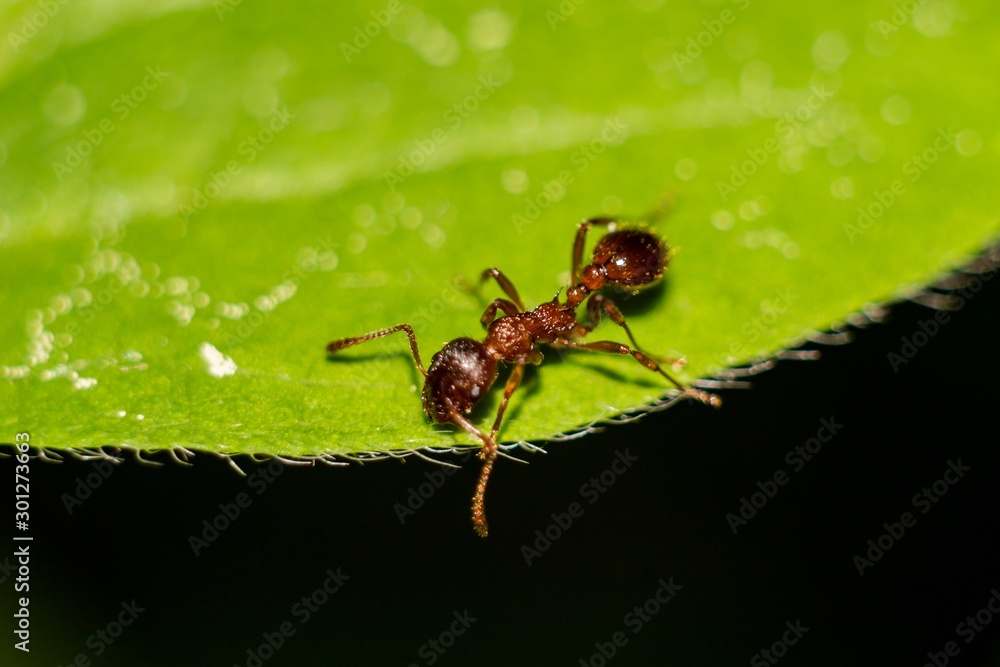 Little red ant walking on a green leaf Little red ant walking on a green leaf