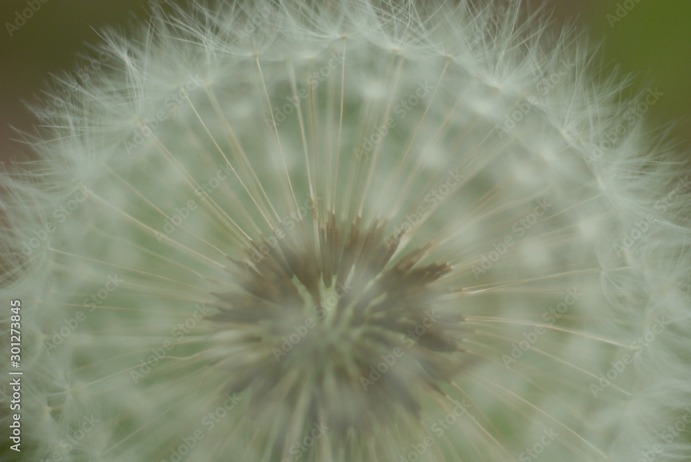 Obraz premium dandelion on a background