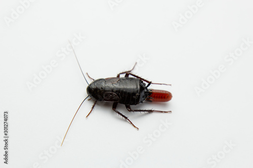 Red pregnant cockroach with an egg, on a white isolated background. Macro photo close-up. © Yuliia