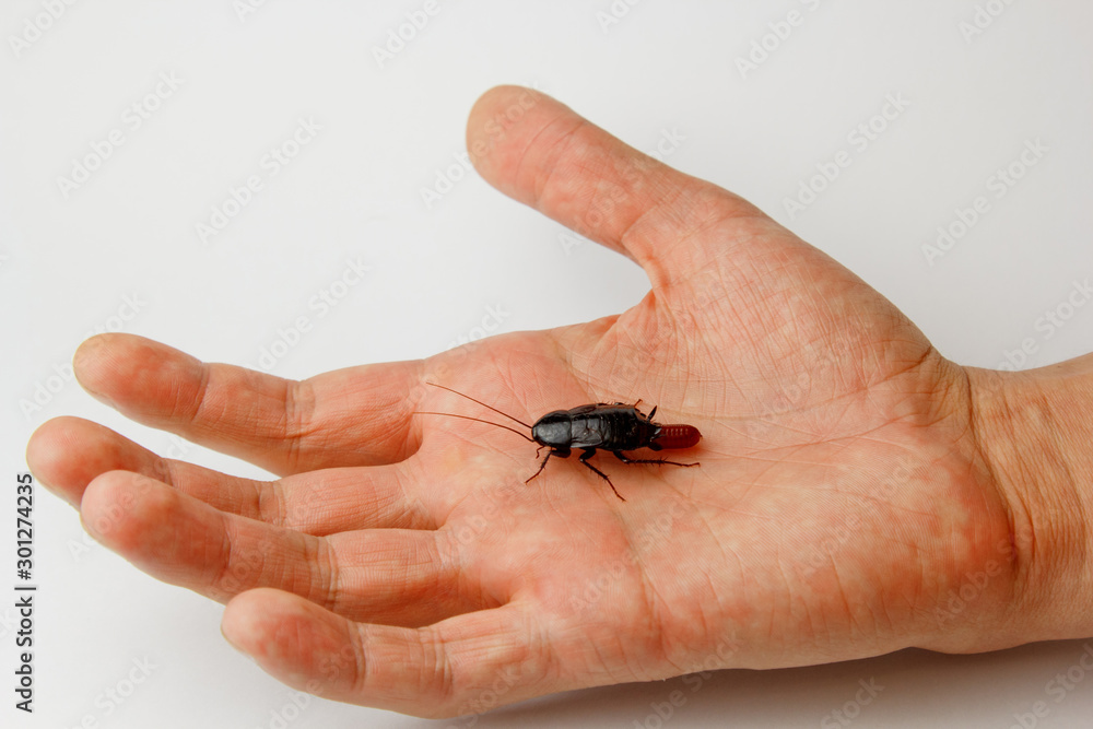 Obraz premium Red pregnant cockroach with an egg on a human hand. Macro photo close-up.