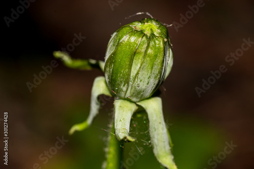 Unblown green flower bud of common dandelion  Taraxacum officinale 