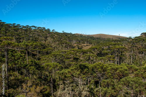 Araucaria Pine Trees