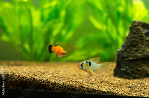 ram cichlid and platy fish tropical fishes on a fish tank photo