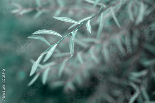 Cold toned green leaves background. Natural foliage botanical blue or mint background. photo