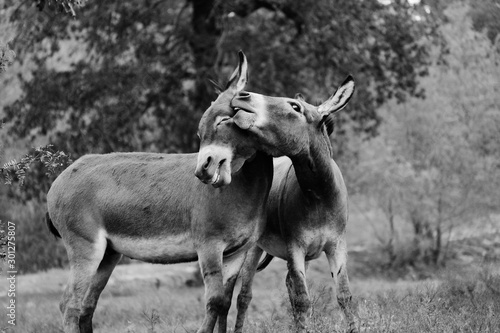 Fotografering Funny mini donkeys playing, animal friendship shows brother laughing in black and white