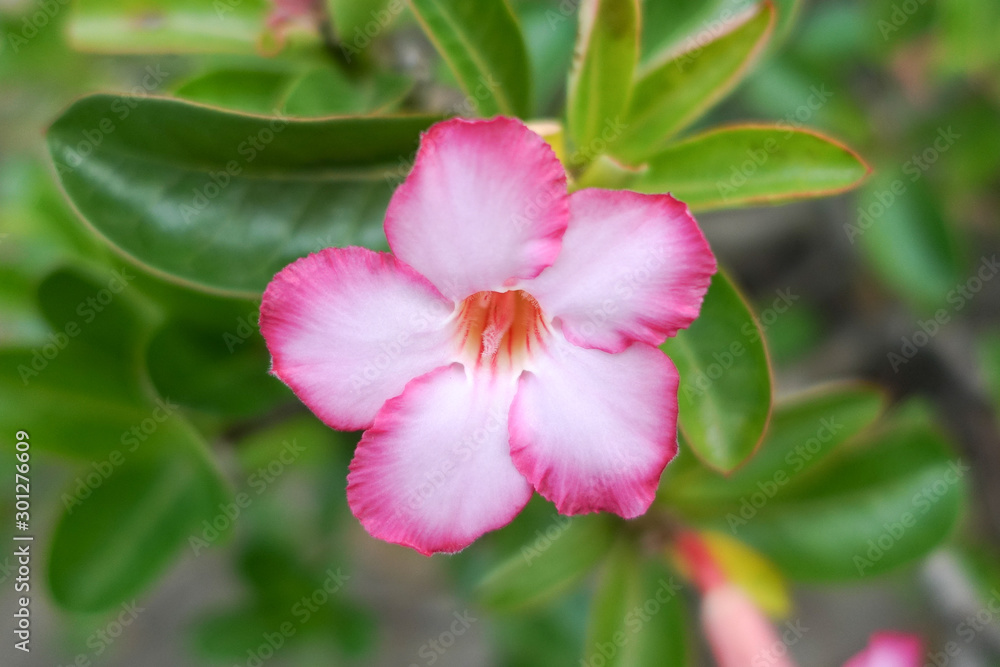 Closeup Pink flowers of Desert rose, Mock Azalea, Pinkbignonia, Impala lily booming in the garden, park. Leaves background.pink flowers with water drops on petal. Closeup Pink flowers of Desert rose, Mock Azalea, Pinkbignonia, Impala lily booming in the garden, park. Leaves background.pink flowers with water drops on petal.