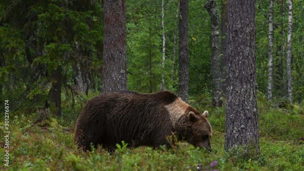 4K. Brown bear in the summer forest. Green pine forest natural background. Scientific name: Ursus arctos. Natural habitat. Summer season. 4K. Brown bear in the summer forest. Green pine forest natural background. Scientific name: Ursus arctos. Natural habitat. Summer season.