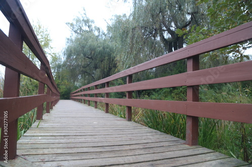 Nature and Bridge