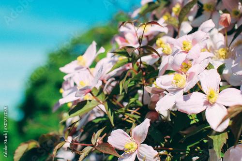 Pink spring flowers