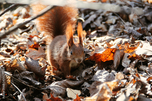 red squirrel eating a nut