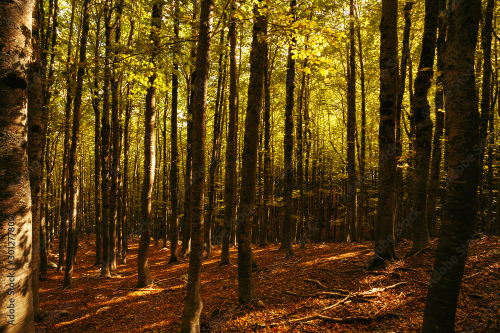 Fototapeta premium A forest in Abruzzo, Italy