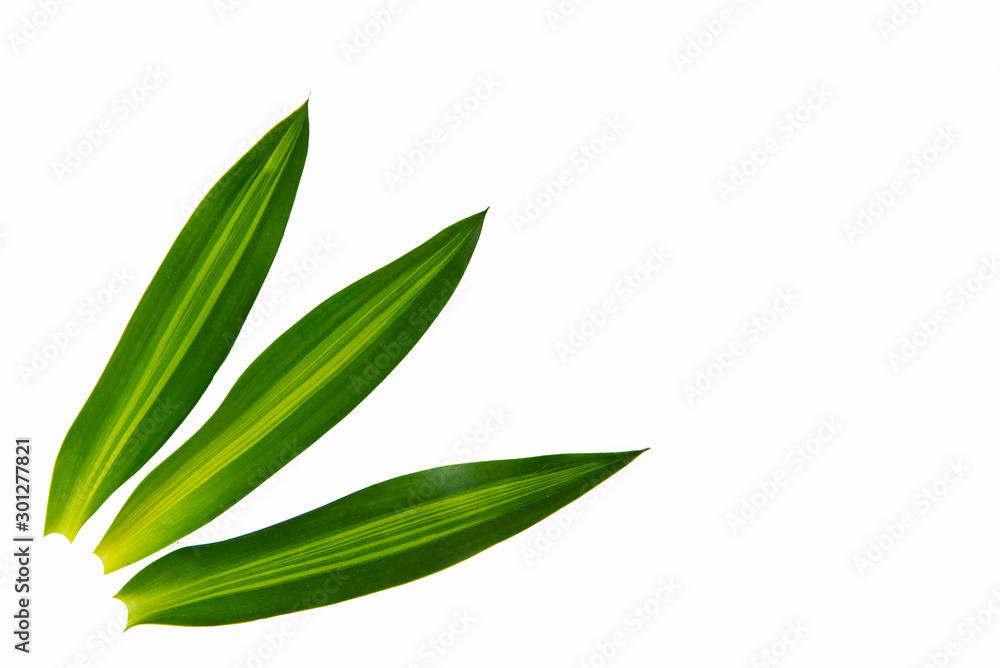 Very beautiful, fresh Green leaf isolated on white background.Long, bright, purple and green leaves of a tropical plant.
