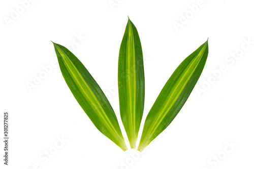 Very beautiful, fresh Green leaf isolated on white background.Long, bright, purple and green leaves of a tropical plant.