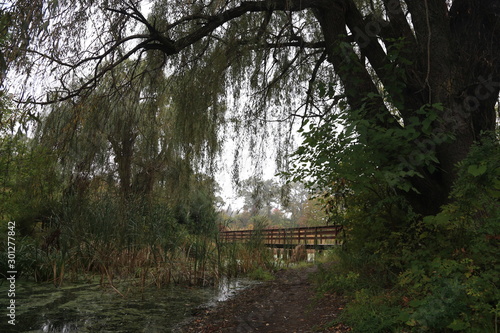 Nature Forest Path