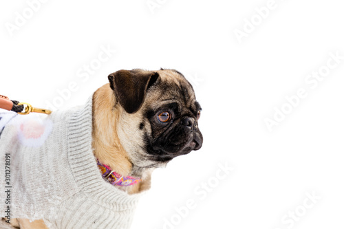 Portraits of a female pedigree pug  dog. © Hummingbird Art