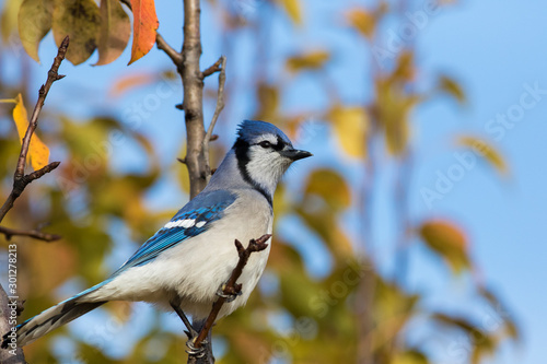 Blue jay in fall