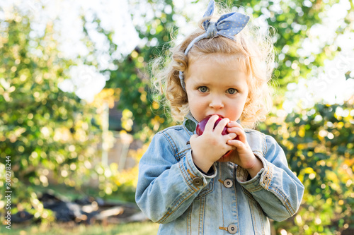 Cute little girl child eating ripe organic red apple in the Apple Orchard in autumn. Fair curly haired European girl child in a denim suit on a farm. Harvest Concept, Apple picking, harvesting.