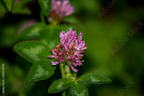 Flower of the red clover plant (Trifolium pratense)