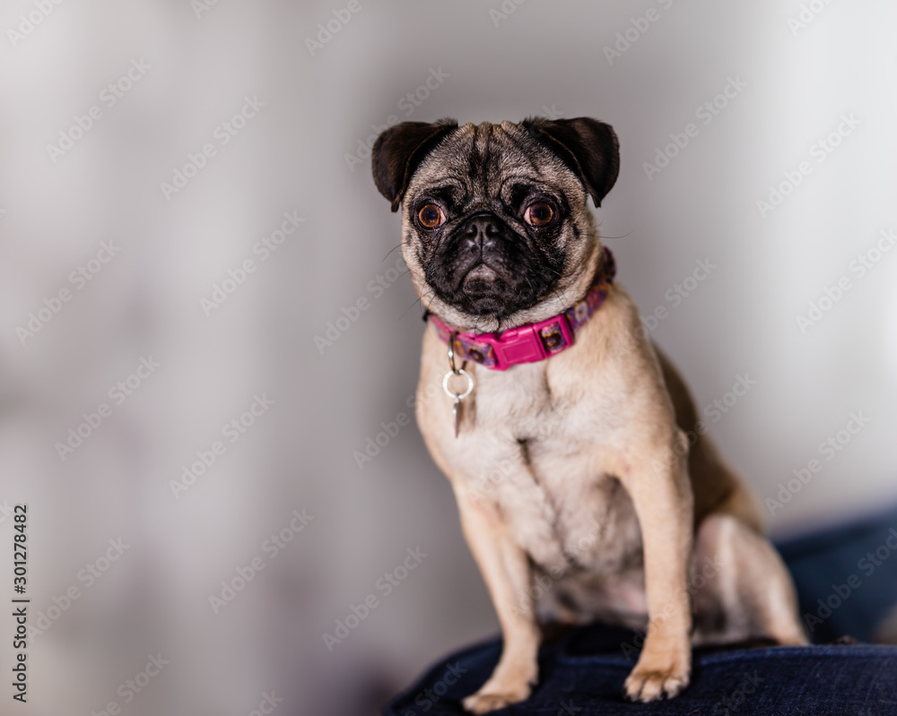 Portraits of a female pedigree pug  dog.