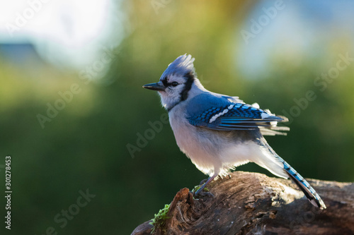 Blue jay in fall