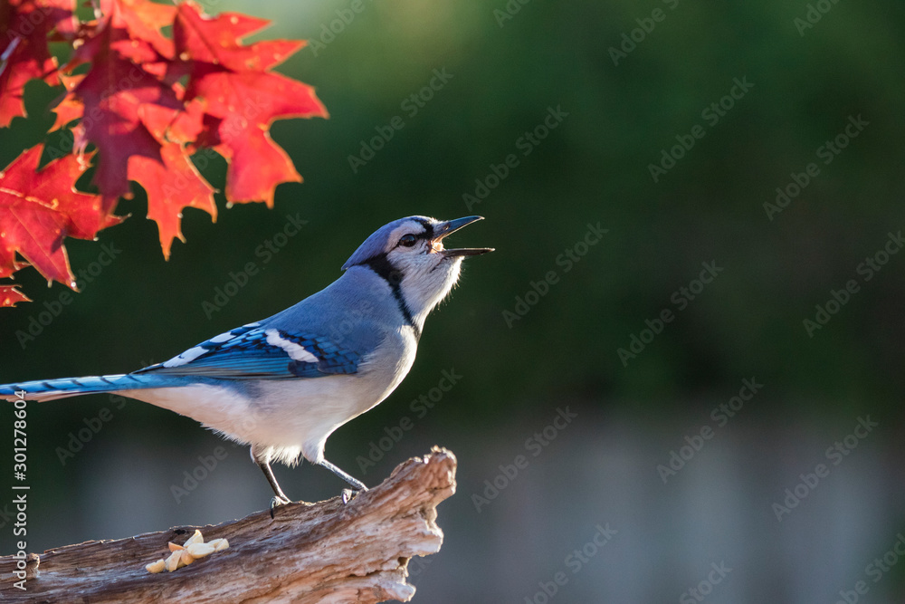 Obraz premium Blue jay in fall