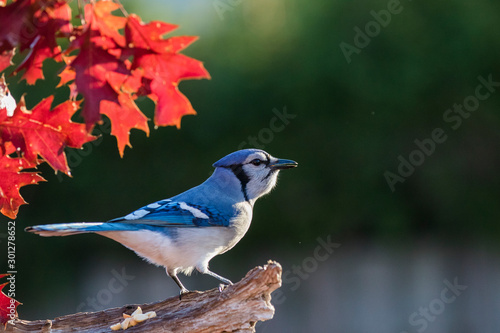 Canvas Print Blue jay in fall