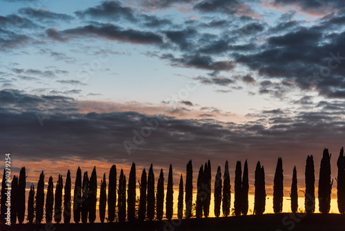 Cypresses silhouette at sunset