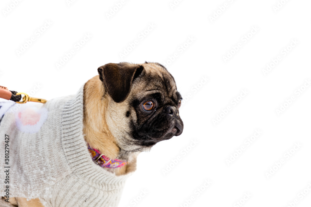 Portraits of a female pedigree pug  dog.