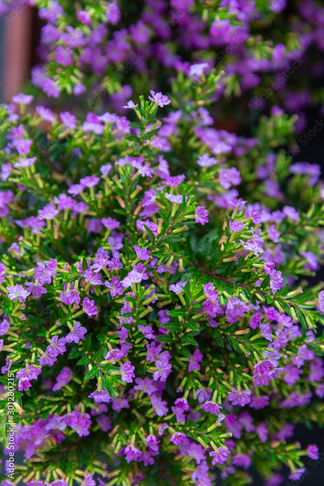 Blooming purple flower with dewdrops and green leaves,Cuphea hookeriana Walp. Blooming purple flower with dewdrops and green leaves,Cuphea hookeriana Walp.