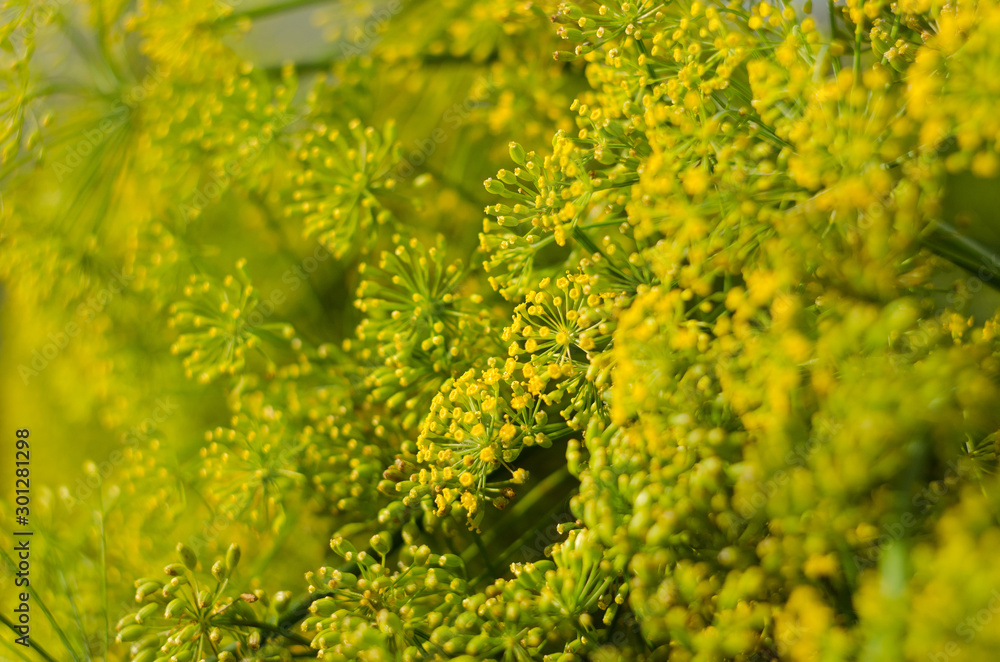 Dill flower. Soft selective focus, blur. Close up of fragrant dill fennel , ripe dill head. Dill umbrellas with seeds growing in herb garden. Dill flower. Soft selective focus, blur. Close up of fragrant dill fennel , ripe dill head. Dill umbrellas with seeds growing in herb garden.