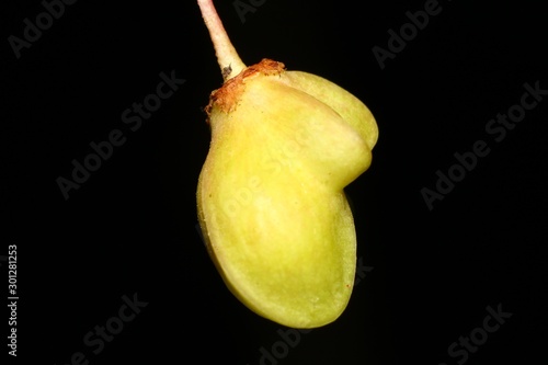 Unripe poisonous fruits of Euonymus warty (Euonymus verrucosus) in close-up on a black background photo