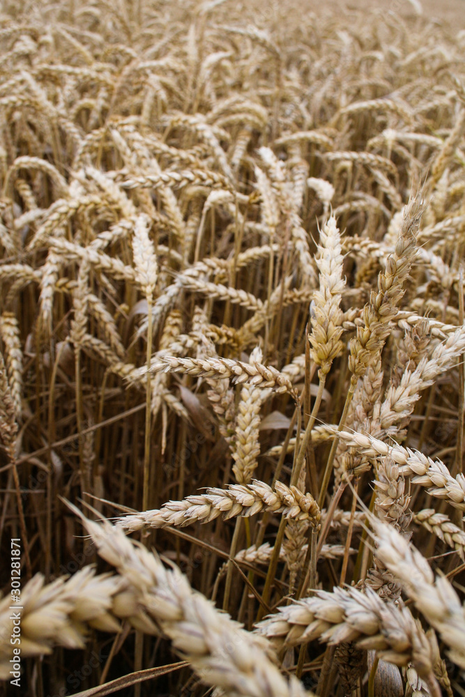 Fototapeta premium ears of wheat in the countryside