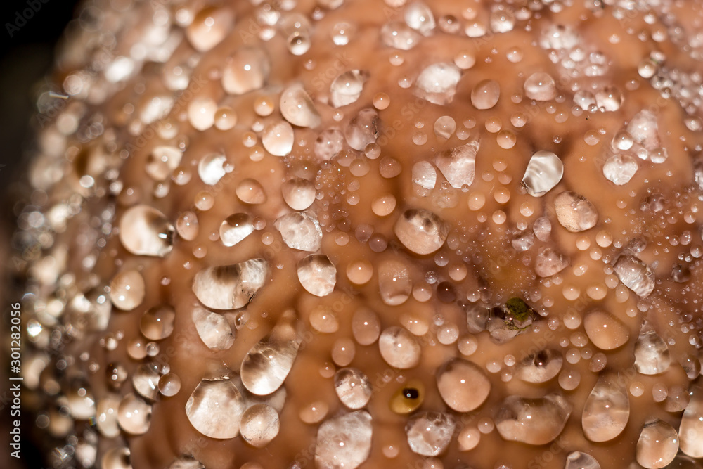 Red belt conk fungus (Fomitopsis pinicola) - a weeping mushroom secreting drops of water. Closeup view Red belt conk fungus (Fomitopsis pinicola) - a weeping mushroom secreting drops of water. Closeup view