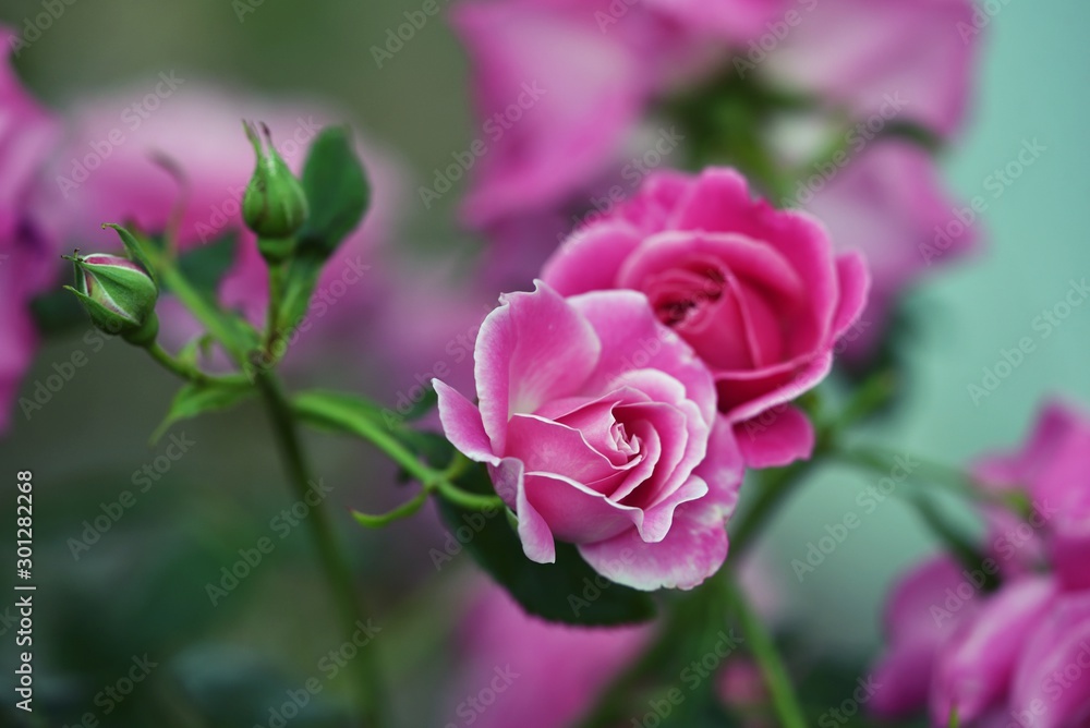 Strauchrose Heilige Elisabeth Strauchrose Heilige Elisabeth