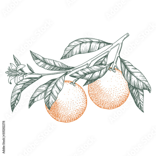 Oranges on a branch. Isolated vector illustrartion of citrus tree with leaves and blossoms.