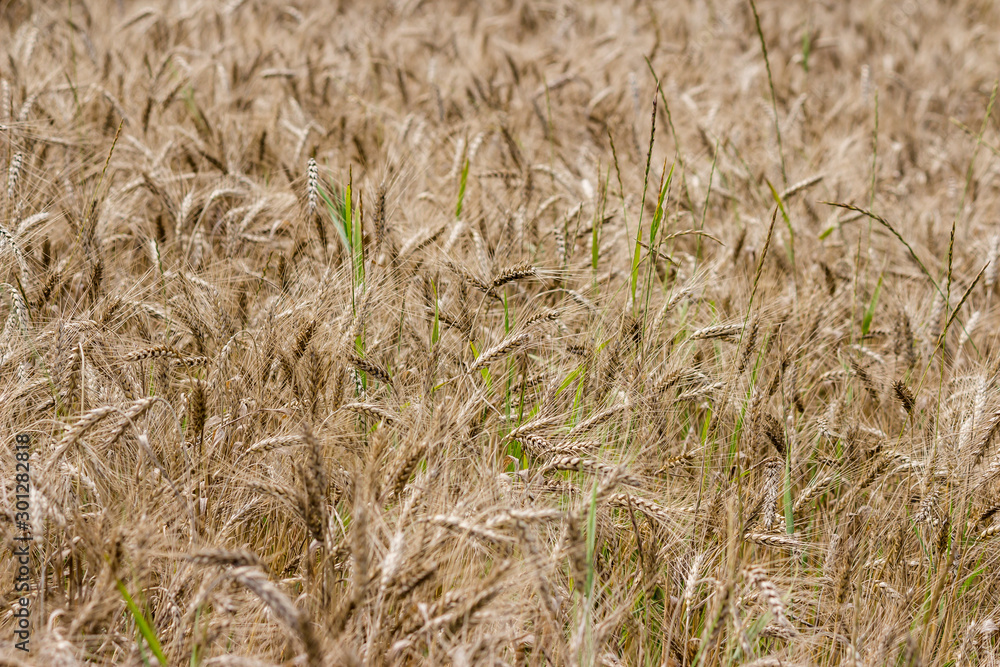 Fototapeta premium View of a golden agricultural field sown with rye