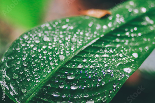 green background. Close up of water drops on green leave. selective focus water drops on green leave after the rain; fresh and relax concept. soft focus