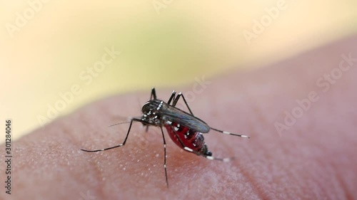 Aedes aegypti Mosquitoe bite and feeding blood on wrinkle skin.Aedes mosquitoes bring dengue disease.