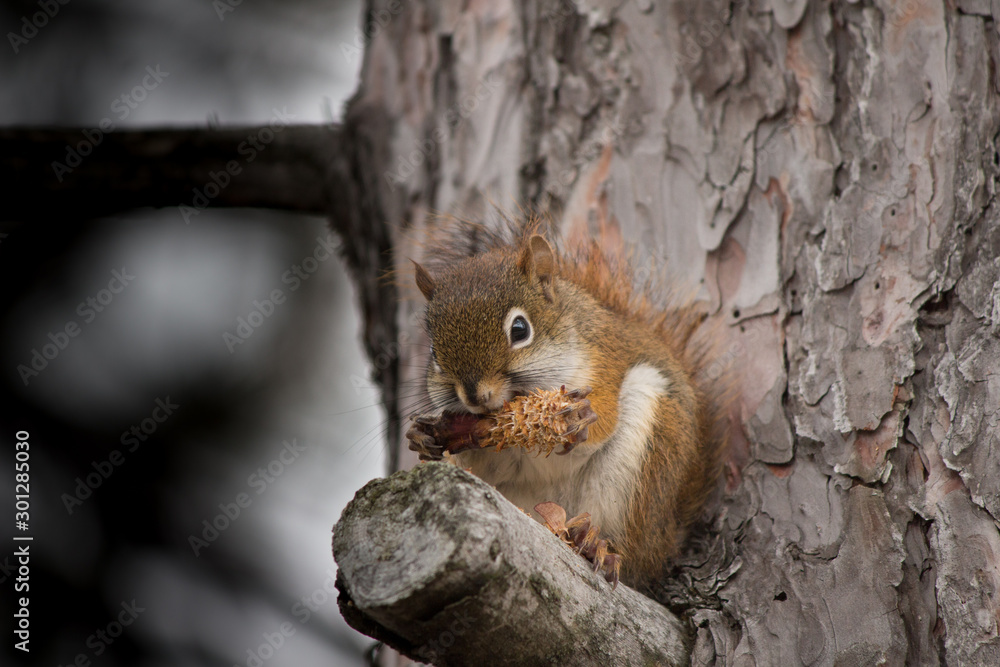 Chipmunk eating in tree Chipmunk eating in tree