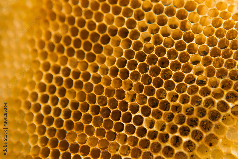 Pattern of honeycomb texture background Pattern of honeycomb texture background