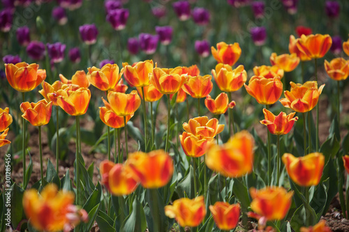 field of COLORFUL tulips