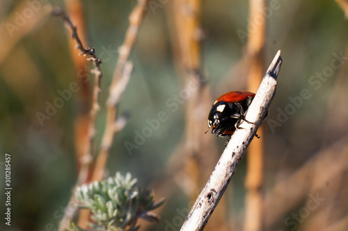 macro shot of insects. spiders, beetles and ladybugs