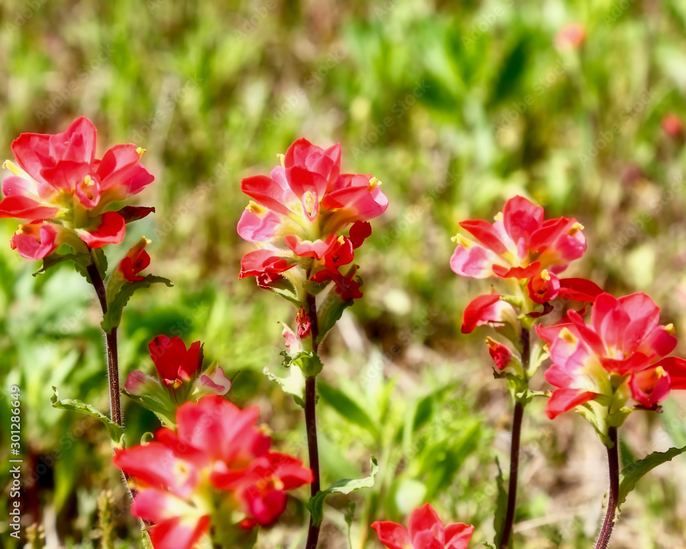 Texas wild flowers (Paint Brush)
