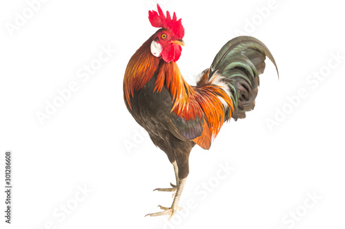 Fotografie, Obraz rooster isolated on white background