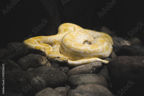 Python molurus - a large non-venomous snake of the genus of true pythons