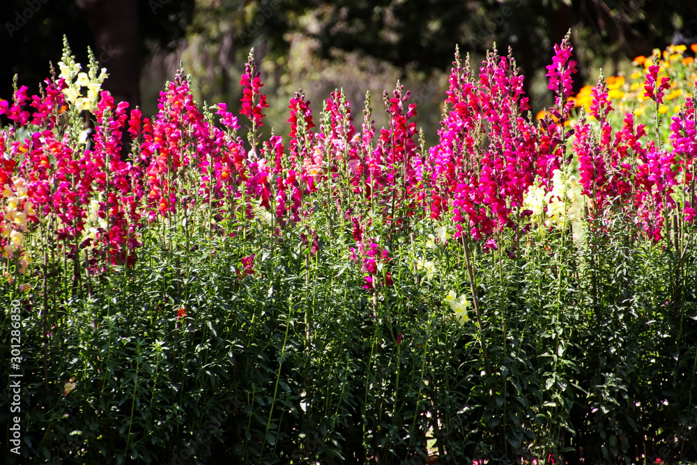 Obraz premium flowers in the garden