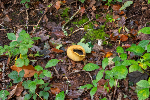 Large exploded common earthball  mushroom fungus photo