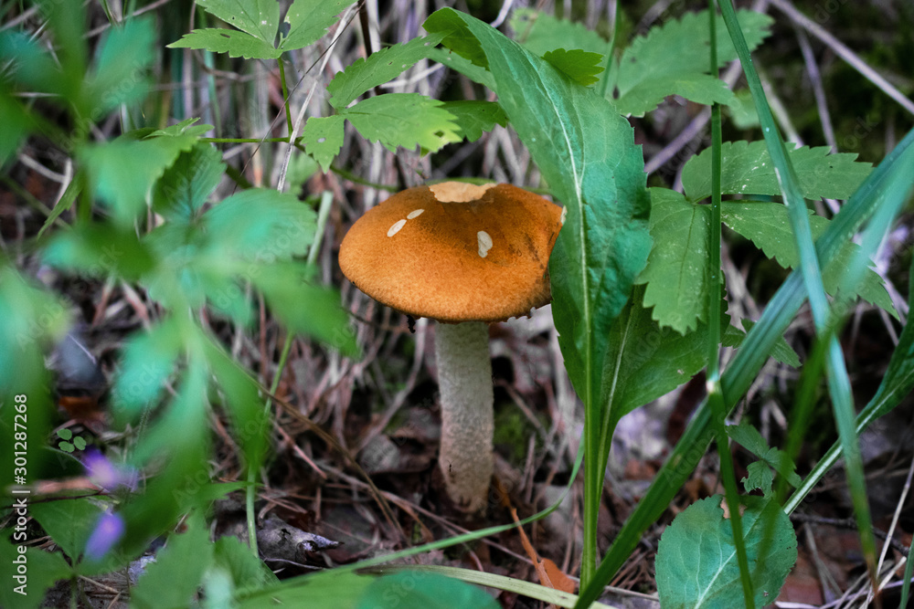a mushroom growing in the forest among the grass bitten off by wild animals a mushroom growing in the forest among the grass bitten off by wild animals
