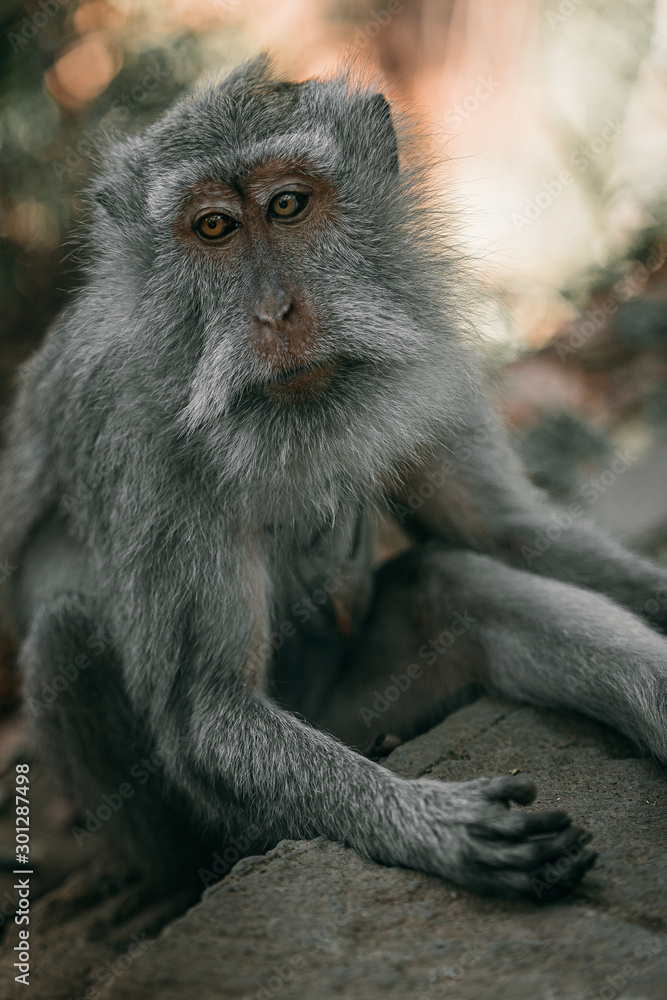Adult long-tailed monkey portrait Bali Monkey Forest Ubud Adult long-tailed monkey portrait Bali Monkey Forest Ubud