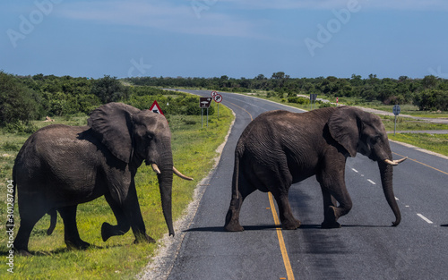 Elephant Crossing